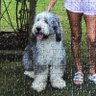 Carol Mueller profil fotoğrafı