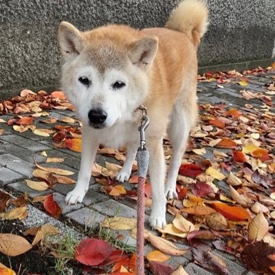sibainuKuusan's profile picture