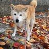 柴犬クウ 17歳🌈 的头像