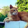 Ravi profil fotoğrafı