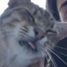 Profilbild von Nehir
