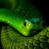 Фото профиля SlimeAF🐍