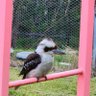 Фото профиля Kookaburra cove