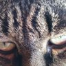Profilbild von pessafing