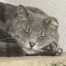 Adachi@肉球新党 profil fotoğrafı