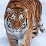 Фото профиля José Walter Vinagre
