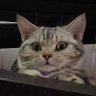 helloar's profile picture
