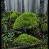 Mossy 的头像