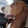 The Based Basset 的头像