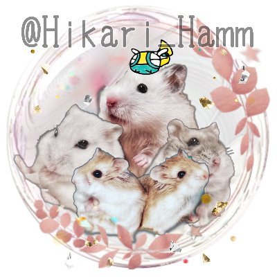 ノコ家のもふもふ日常【動物垢】's profile picture