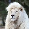Profilbild von papaleone