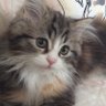 yukiyuki's profile picture