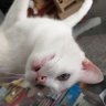 Eeiben profil fotoğrafı