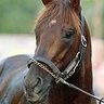 Фото профиля Smarty Jones