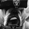RaiderBulldogs profil fotoğrafı