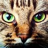 blue_eyes🇯🇵🇯🇵's profile picture