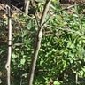 GoneCamping 的头像