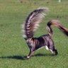 LEID @Asura profil fotoğrafı