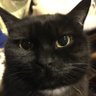 ドレープ profil fotoğrafı