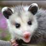 BBQPossum profil fotoğrafı