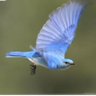 blow bird profil fotoğrafı