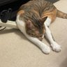 シャオねこ 的头像