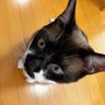 けちゃ's profile picture