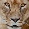 Profilbild von lion poet