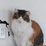 サリーちゃん! 的头像