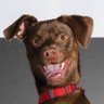 Profilbild von veilpiercer