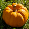 Profilbild von pumpkin