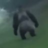 Profilbild von Skibidi