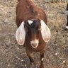 goattee-goat's profile picture