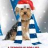 Terrier4life's profile picture