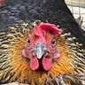 Daven profil fotoğrafı