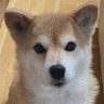 わか's profile picture