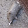 Фото профиля Scuffed Rodent