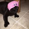 Thumb Cat 𓅓's profile picture