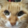 飯健's profile picture