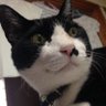 Profilbild von 猫って良いよね