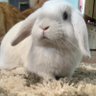 blondeblueeyes 的头像