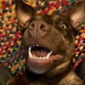 Profilbild von Brandon Russell