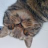 ポテチ🐈's profile picture