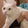 花氷(はなび)'s profile picture