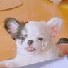 ほしまる 的头像