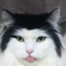 ニラ玉ポン酢 profil fotoğrafı