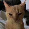 Mimiche profil fotoğrafı