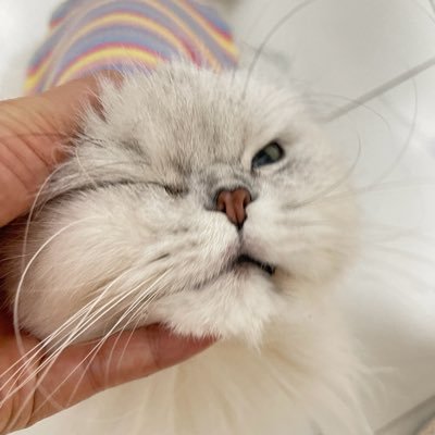 mao225588mao's profile picture
