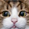 ちば's profile picture
