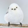 紙の本's profile picture